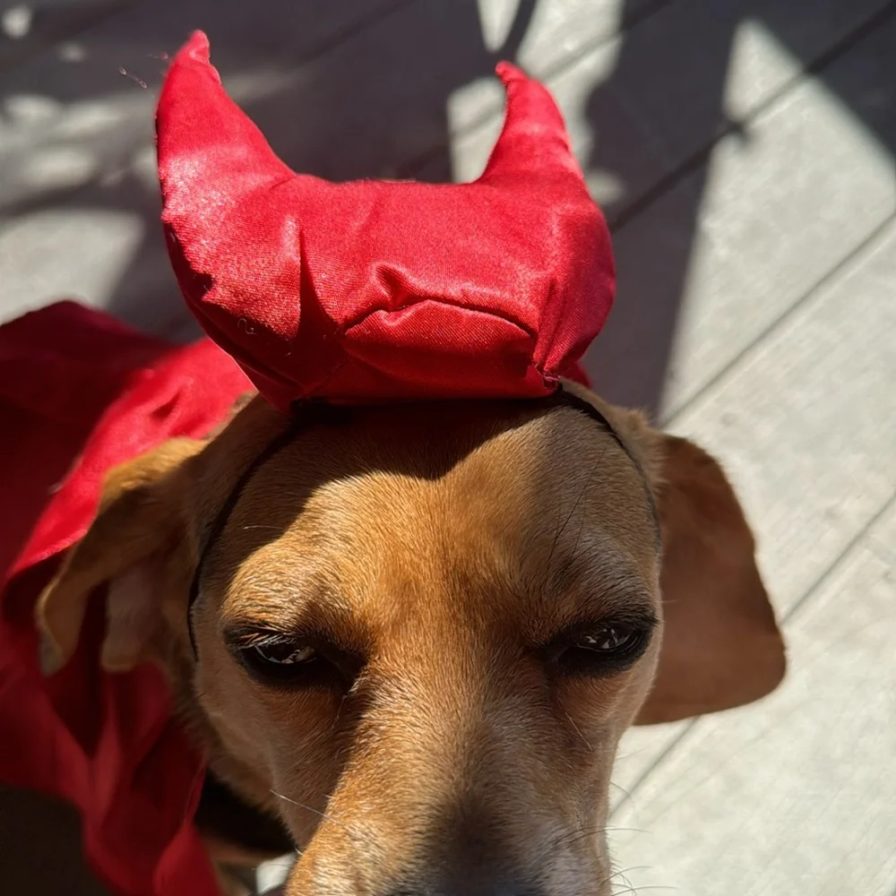 Small/medium DWF brand Devil Dog Costumes Halloween